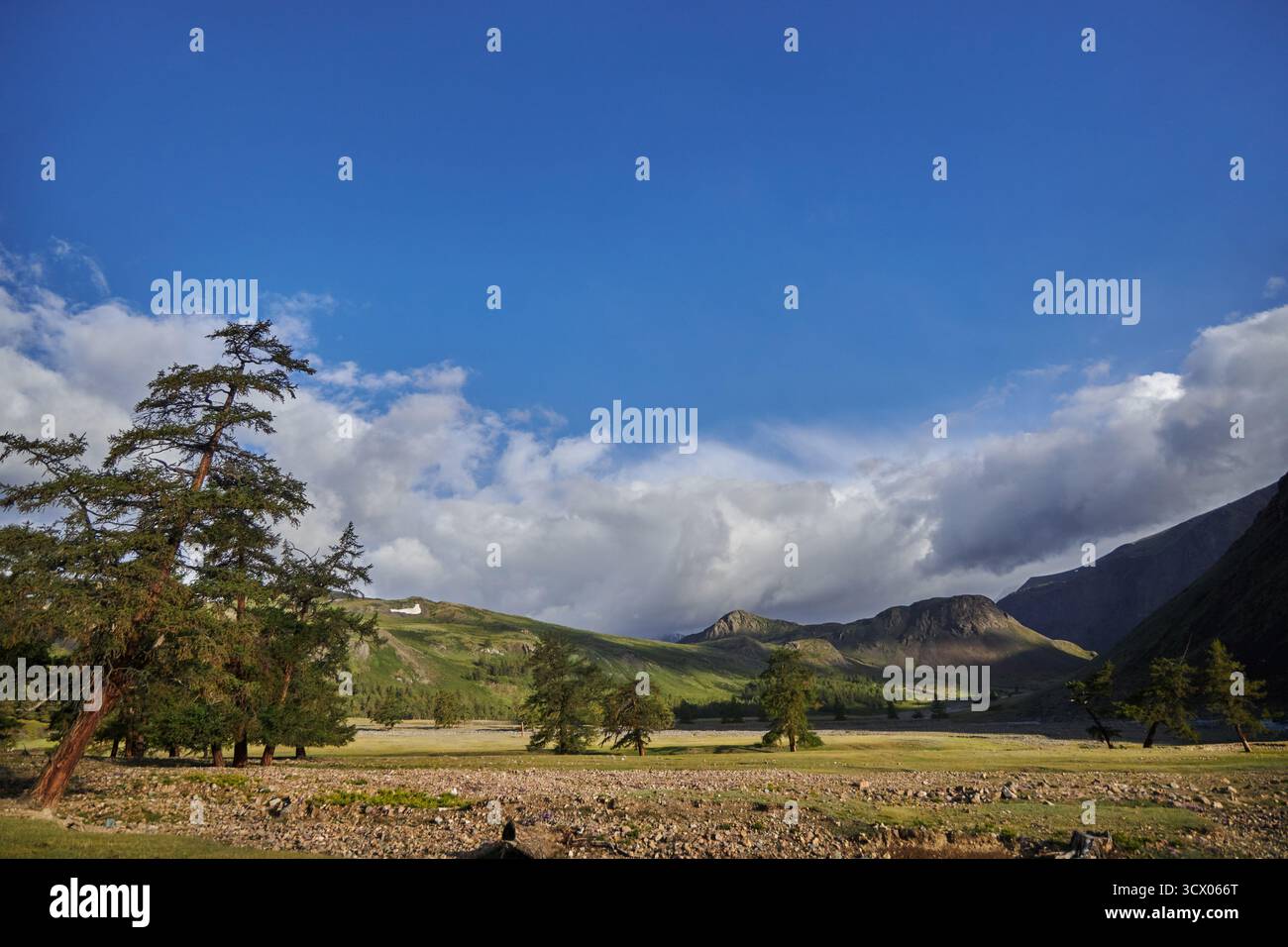 Weite Landschaft mit sanften grünen Hügeln und hohen Nadelbäumen unter einem klaren blauen Himmel. Majestätische Berge erheben sich im Hintergrund und schaffen so eine se Stockfoto