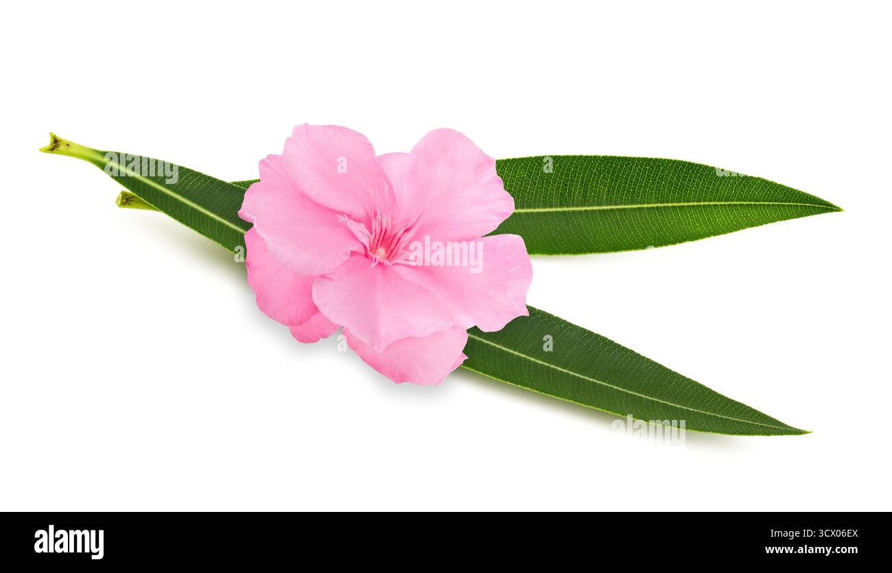 Oleanderblätter mit Blüte und Blätter isoliert auf weiß Stockfoto