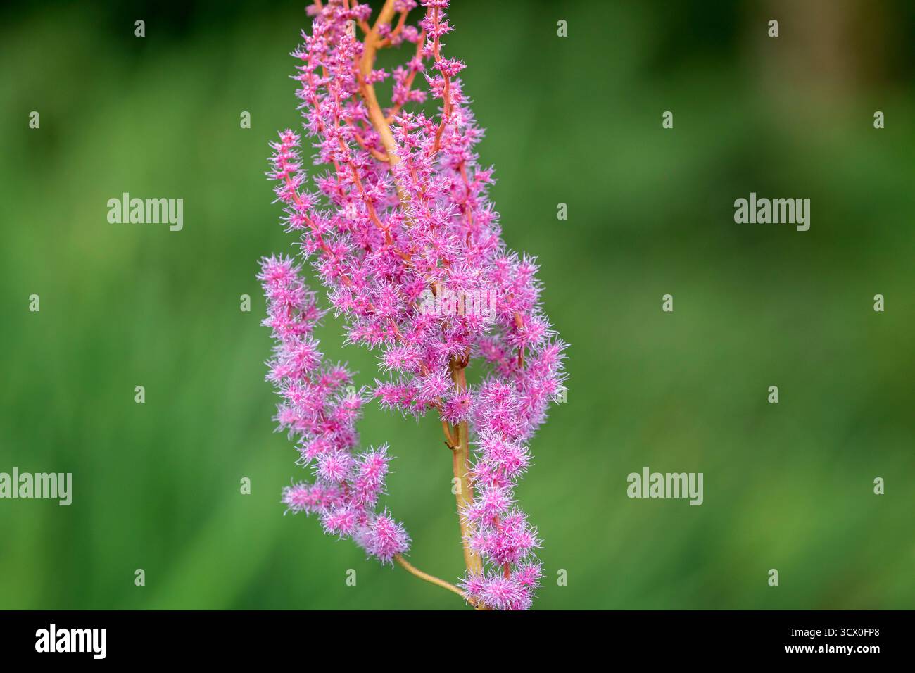 In der Nähe der zarten gefiederten rosa Blüten der False Goat's Beard Pflanze vor einem grünen, diffusen natürlichen Hintergrund, in Cornwall, Großbritannien Stockfoto