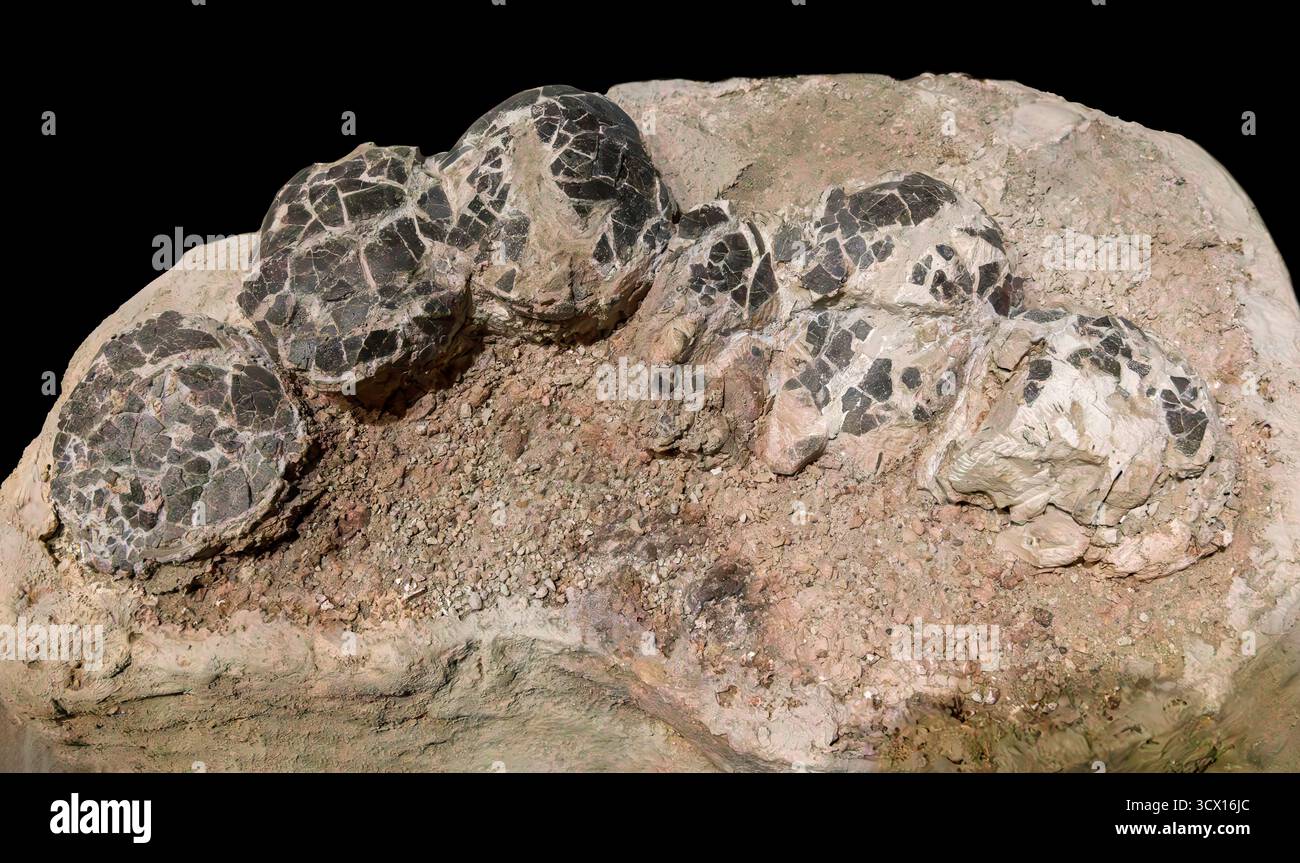 Dinosauriereier, Fossilien, späte Kreidezeit (70–66 Millionen Jahre), Fremont County, Colorado, USA Stockfoto
