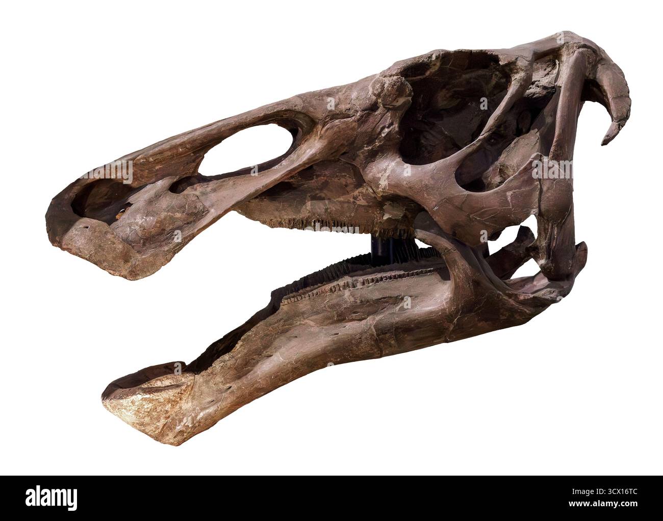 Entenschnabel-Dinosaurierschädel (Edmontosaurus sp.), Spätkreidezeit (70–66 Millionen Jahre), Hell Creek Formation, Nordamerika Stockfoto