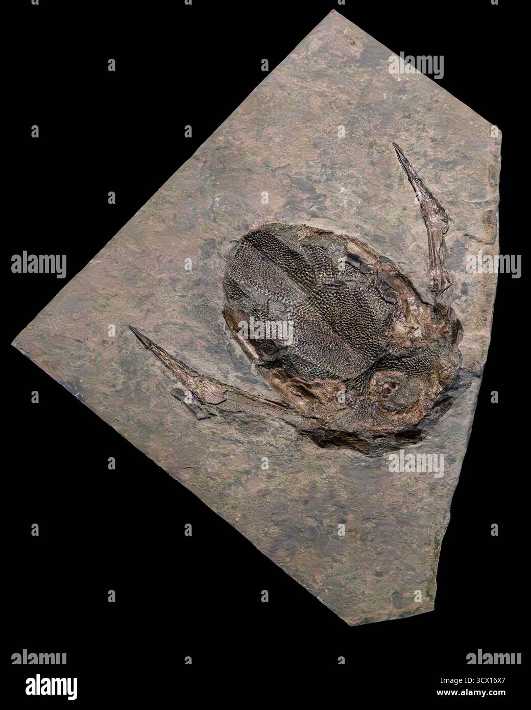 Fisch (Bothriolepis canadensis), spätdevonische Periode (365 Millionen Jahre alt), Escuminac-Formation, Quebec, Kanada Stockfoto