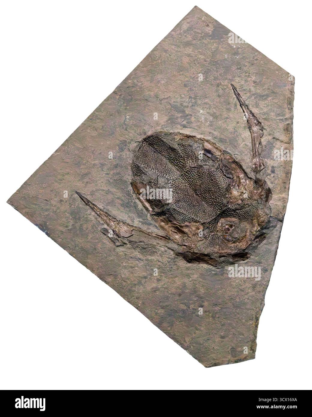 Fisch (Bothriolepis canadensis), spätdevonische Periode (365 Millionen Jahre alt), Escuminac-Formation, Quebec, Kanada Stockfoto
