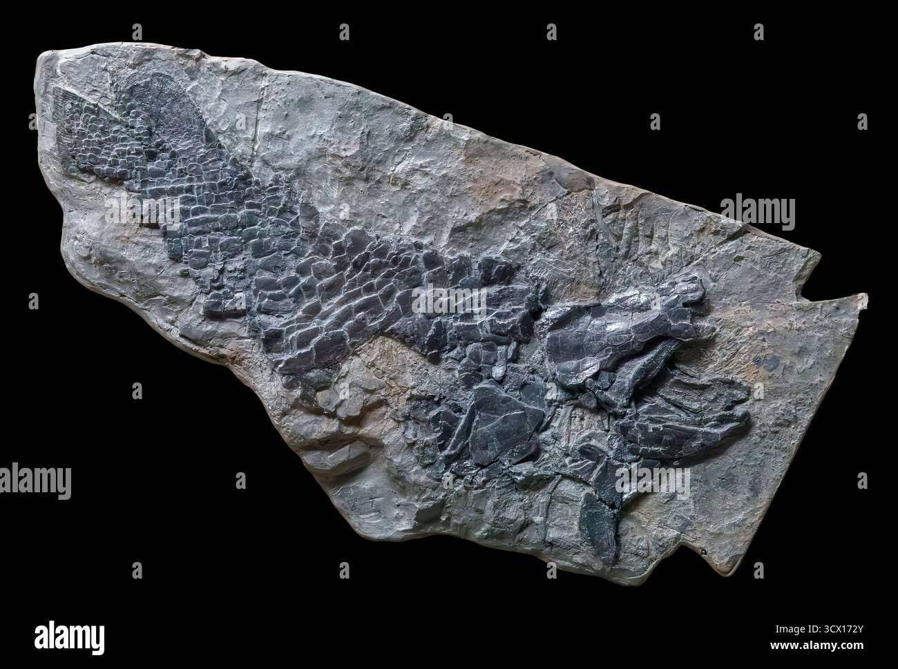 Lungenfisch (Uranolophus wyomingensis), Abguss des ursprünglichen Fossils aus der Devon-Zeit (419–359 Millionen Jahre), USA. Stockfoto