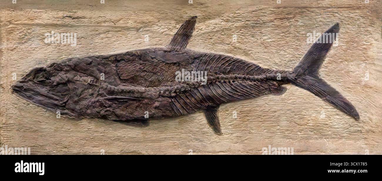 Fossile Fische (Pachyrhizodus minimus), Spätkreidezeit (85 Millionen Jahre alt), Niobrara Chalk, Kansas, USA Stockfoto
