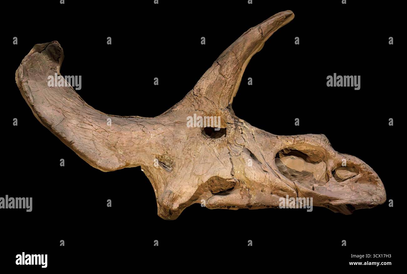Triceratops Schädel (Triceratops sp.), Spätkreidezeit (68–66 Millionen Jahre vor), Denver Formation, Adams County, Colorado, USA Stockfoto