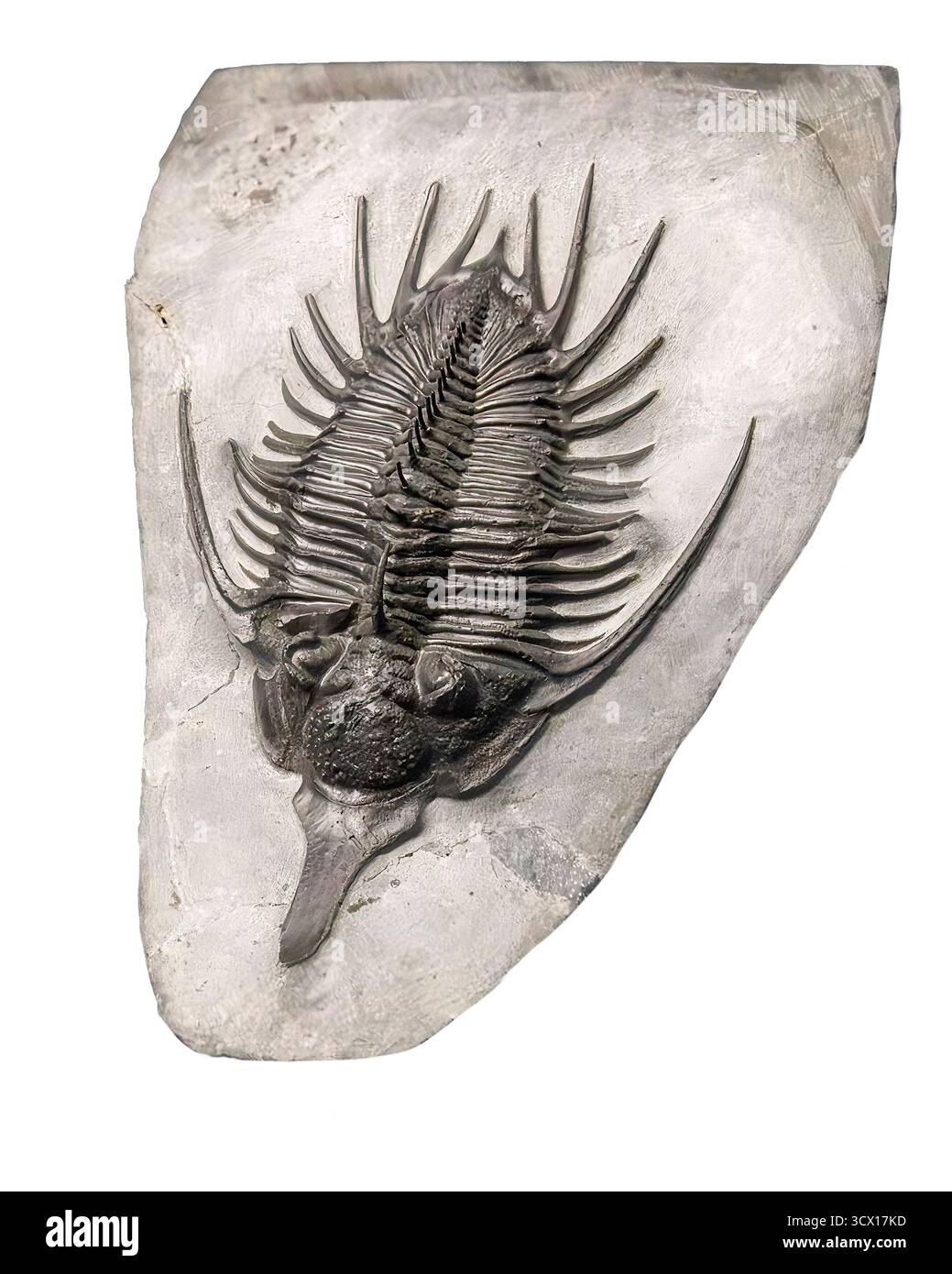 Trilobit (Psychopyge elegans), frühe Devon-Periode (390 Millionen Jahre alt), Hamar Lagdad Formation, Jebel Issoumour, Marokko Stockfoto