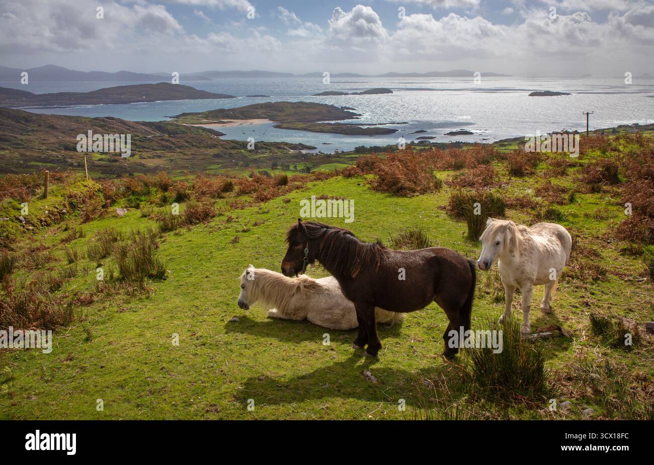 Irische Ponys mit Blick auf die irische See und die Abteiinsel auf dem wilden Atlantic Way, kerry, Irland Stockfoto