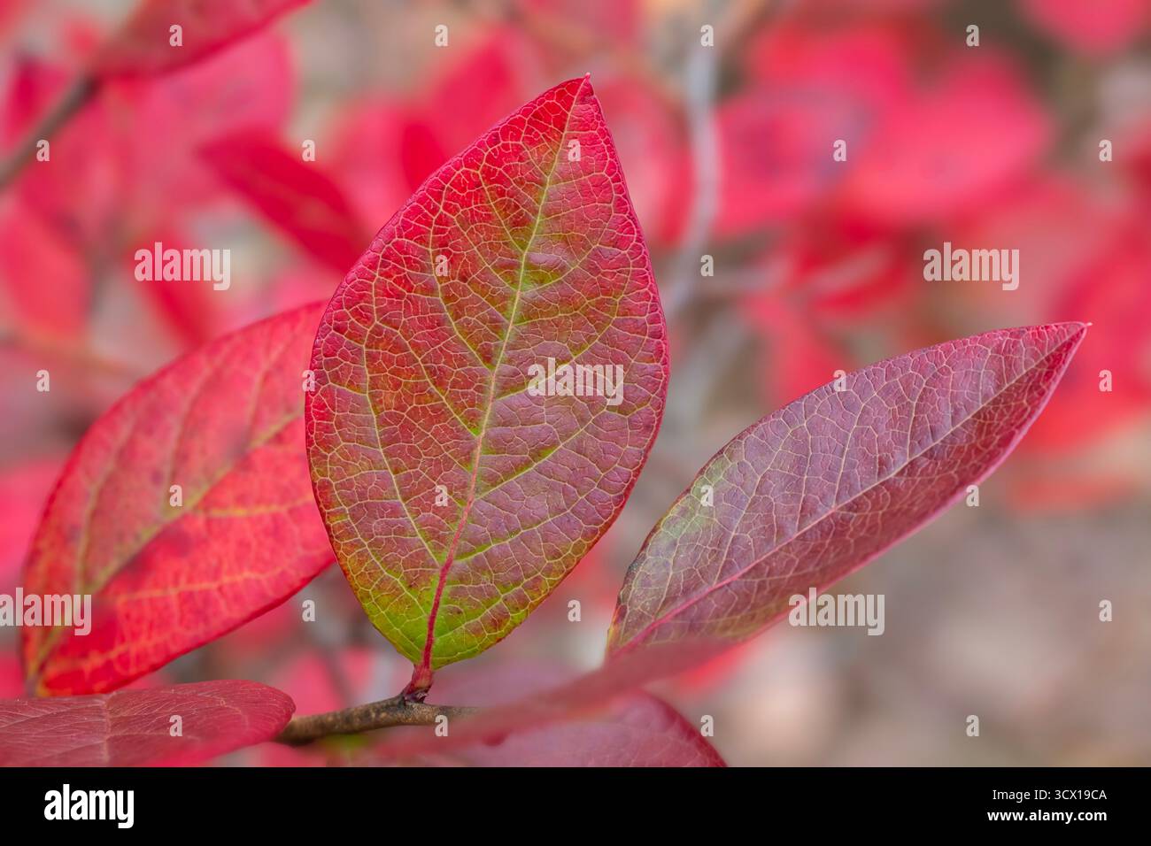 Farbänderung auf einem Blaubeerblatt von Grün zu Rot Stockfoto