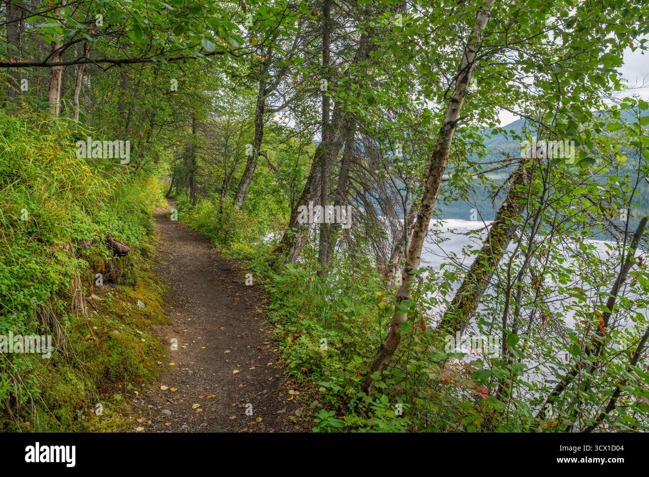 Entlang des Byers Lake, Denali State Park, Alaska, USA Stockfoto