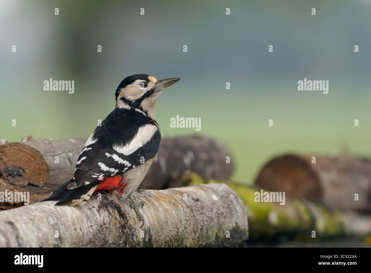 Großen beschmutzt Specht Dendrocopos großen Stockfoto