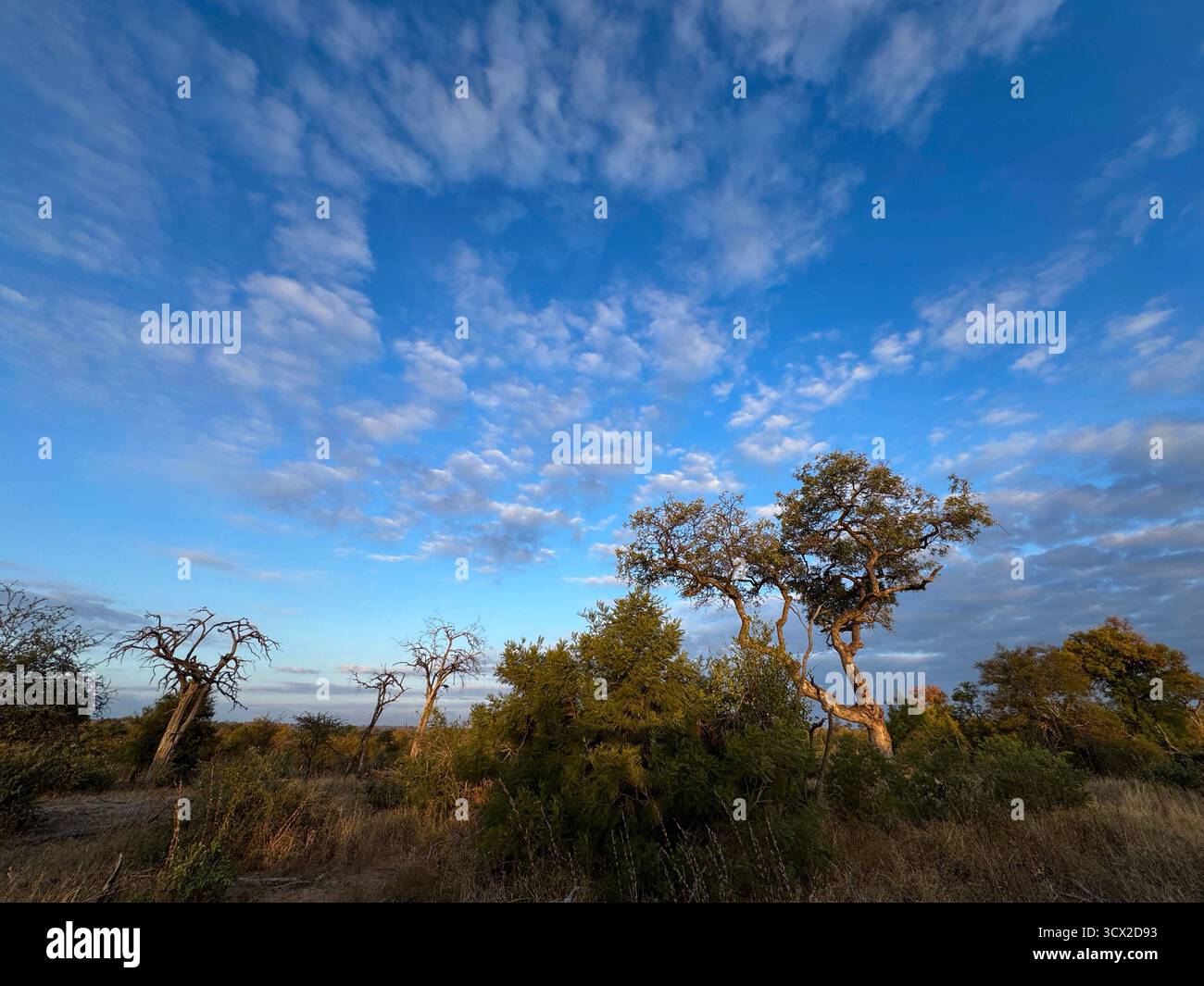 Weitwinkellandschaft mit ikonischen afrikanischen Bäumen vor einem wunderschönen blauen Himmel mit Wolken, die in die Mitte ragen - Smartphone-aufgenommenes Stockfoto