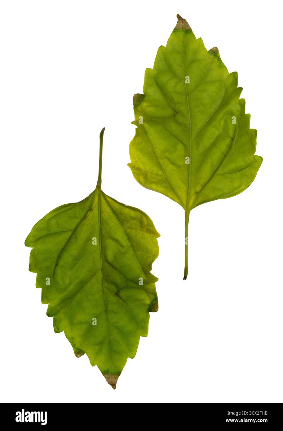 Zwei grüne Blätter mit gezackten Kanten sind vor weißem Hintergrund isoliert. Stockfoto