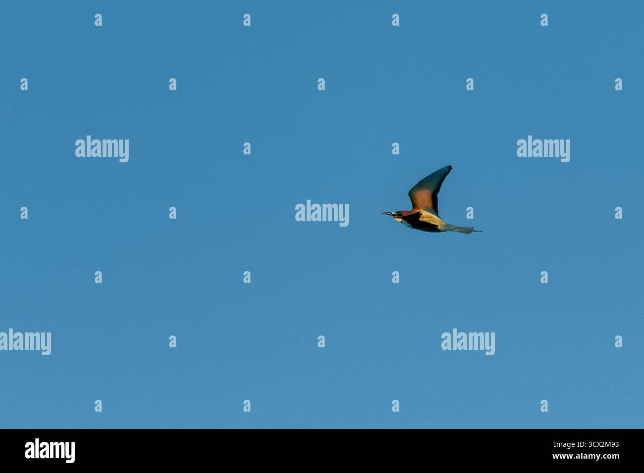 Ein Vogel fliegt an einem sonnigen Nachmittag mühelos über einen klaren blauen Himmel und zeigt seine Flügel in Bewegung. Stockfoto