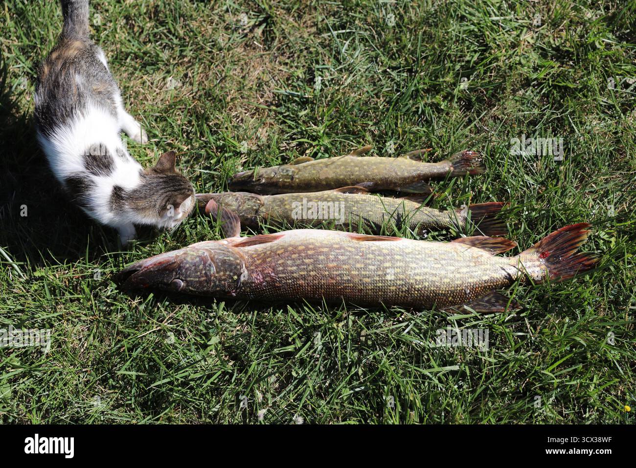 Hauskatze schnüffelt frisch gefangener Fisch auf grünem Gras im Sonnenlicht Symbol des ländlichen Lebens Fischerei und Naturverbundenheit Stockfoto
