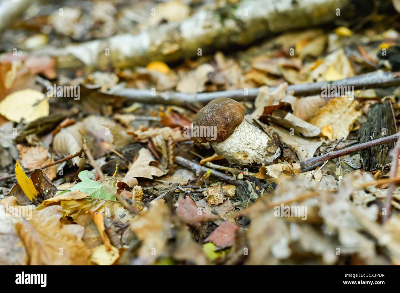 Ein köstlicher Boletus edulis Pilz, der zwischen Herbstblättern und Zweigen gefunden wird. Fängt die Freude der Nahrungssuche und der aktiven Outdoor-Erholung im Herbstwald ein. Stockfoto