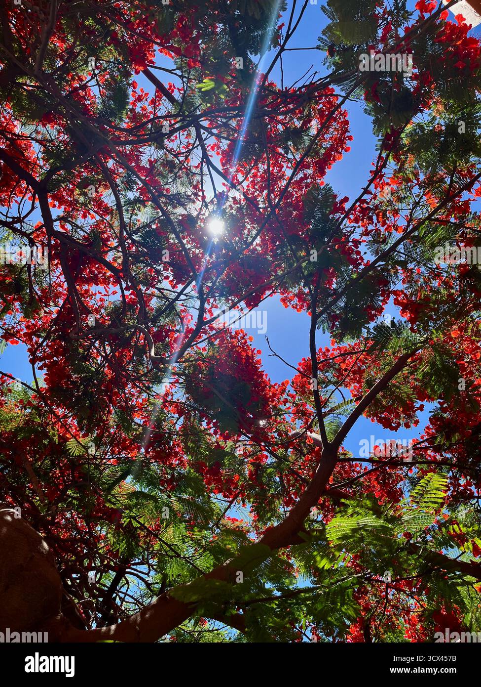 Blick von unten auf einen extravaganten Baum in voller Blüte mit lebhaften roten Blüten und verschlungenen Zweigen, Sonnenlicht blickt durch die Blätter. - Smartphone-aufgenommenes Stockfoto