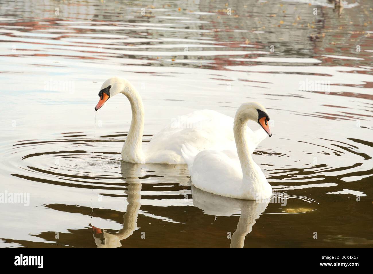 Zwei weiße Schwäne schwimmen im Wasser. Der stumme Schwan, Cygnus olor Stockfoto Zwei weiße Schwäne schwimmen im Wasser. Der stumme Schwan, Cygnus olor Stockfoto