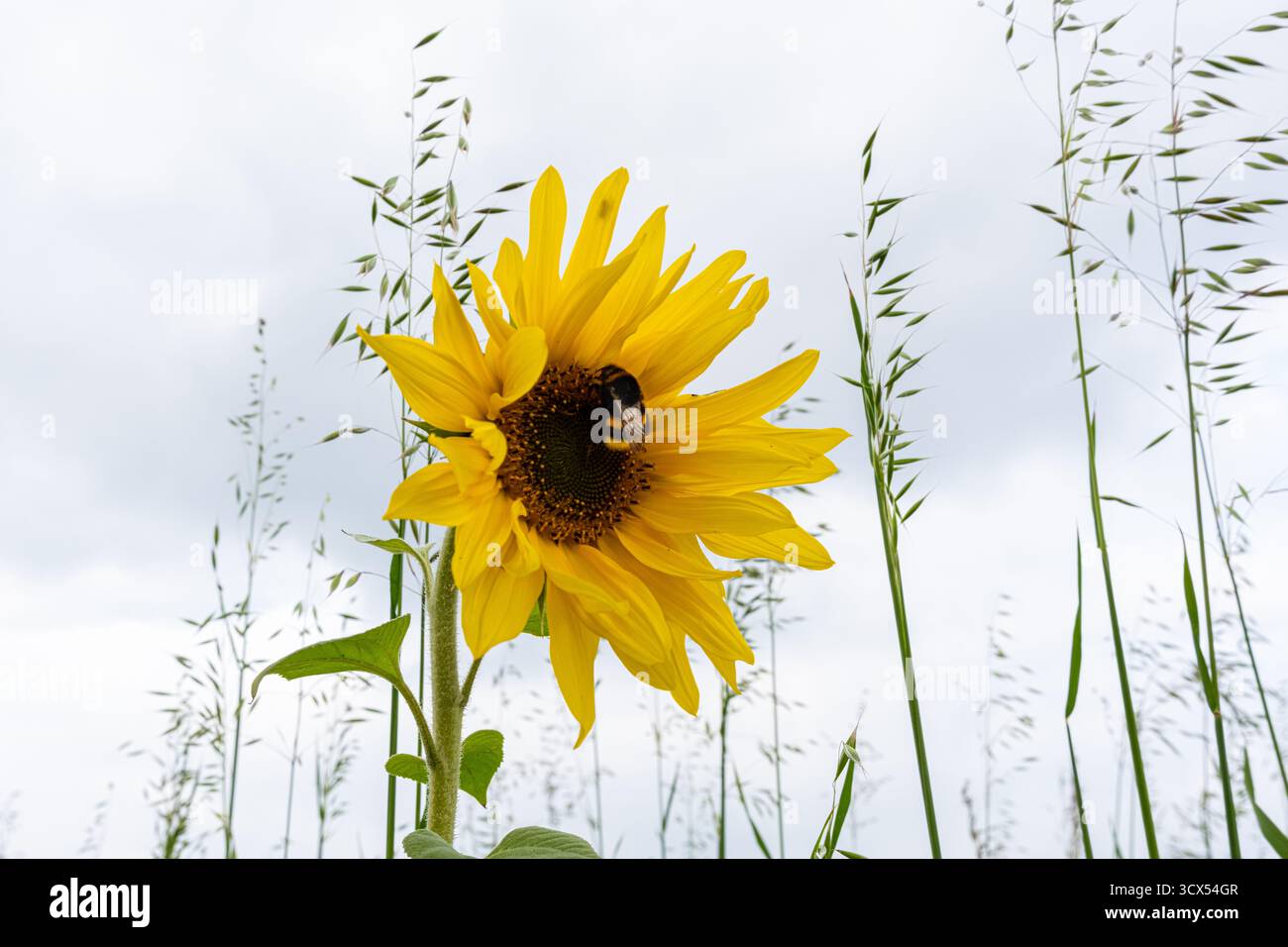 Sonnenblumen in voller Blüte – Symbol für Sommer und Freude Stockfoto