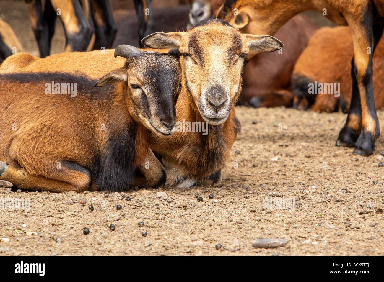 Nahaufnahme einer Mufflonmutter mit ihrem Sohn, die auf dem Boden liegt, um sich auszuruhen. Schönes Bild von der Zweisamkeit in der Familienliebe. Stockfoto Nahaufnahme einer Mufflonmutter mit ihrem Sohn, die auf dem Boden liegt, um sich auszuruhen. Schönes Bild von der Zweisamkeit in der Familienliebe. Stockfoto