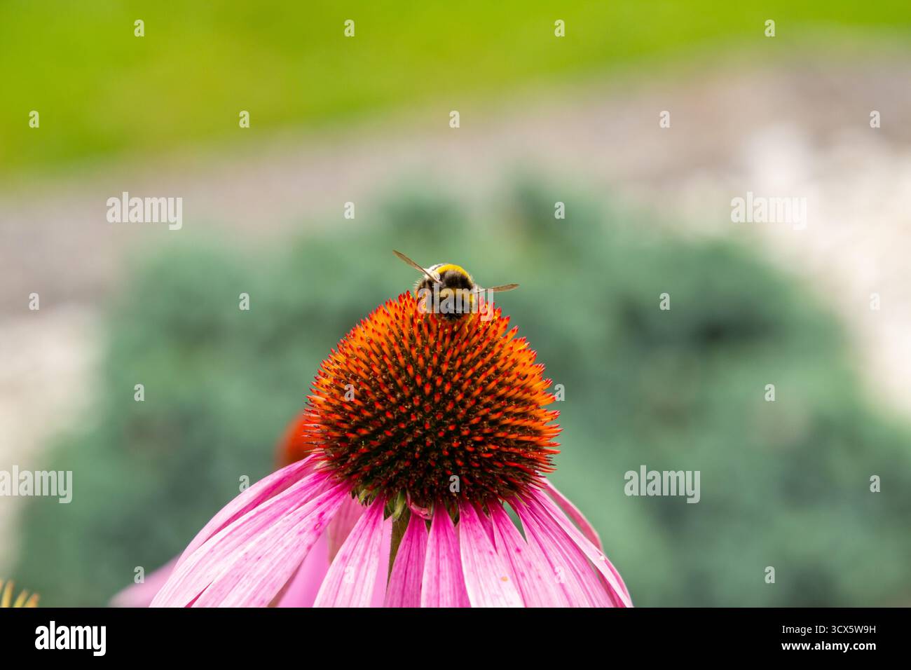 Honigbiene auf einem Coneflower. Ein weiterer Tag im Büro. Stockfoto