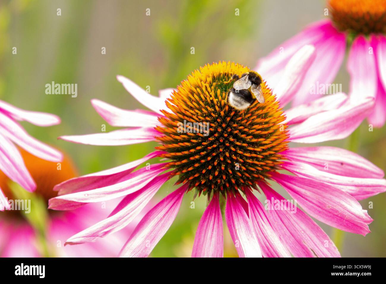 Honigbiene beschäftigt bei der Arbeit, nur noch ein weiterer Tag im Büro. Stockfoto