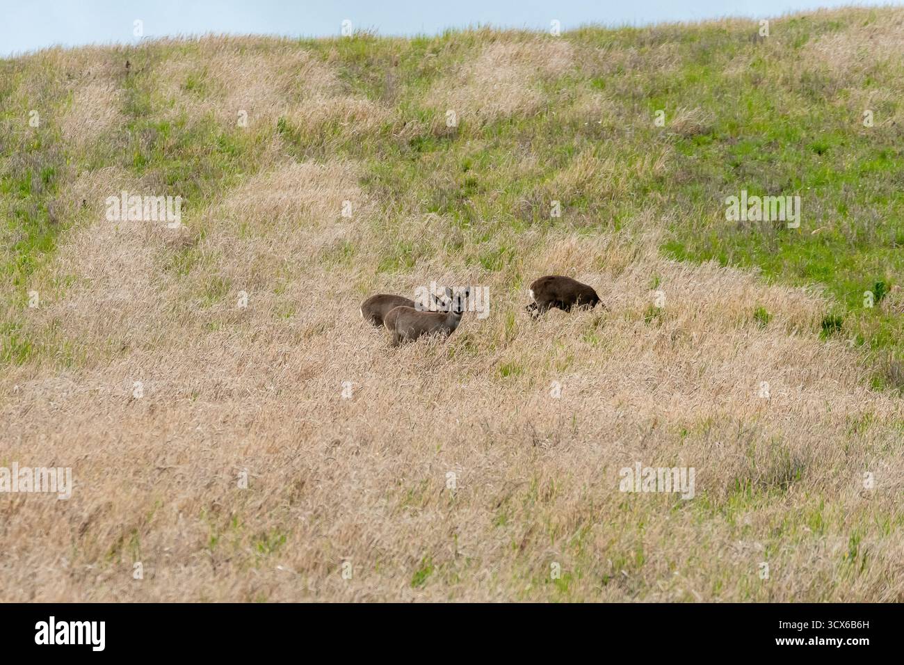 Rotwild weiden auf einem grasbewachsenen Feld an einem sonnigen Tag im Frühling Stockfoto