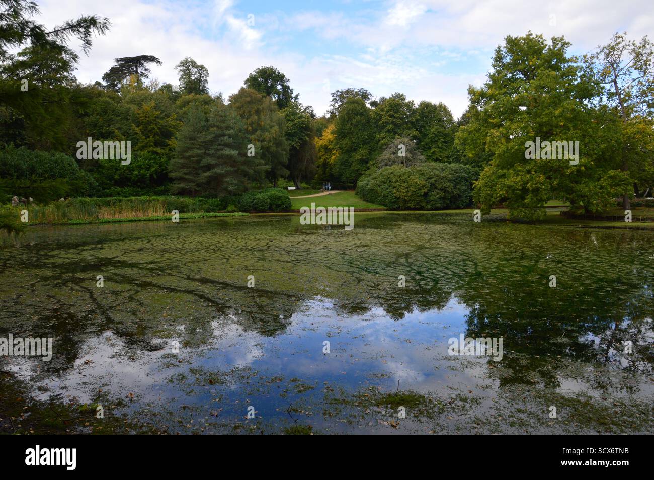 Ruhiger Teich umgeben von üppigem Grün im Claremont Landscape Garden, Surrey, England, im September. Reflexionen von Bäumen auf dem ruhigen Wasser. Stockfoto