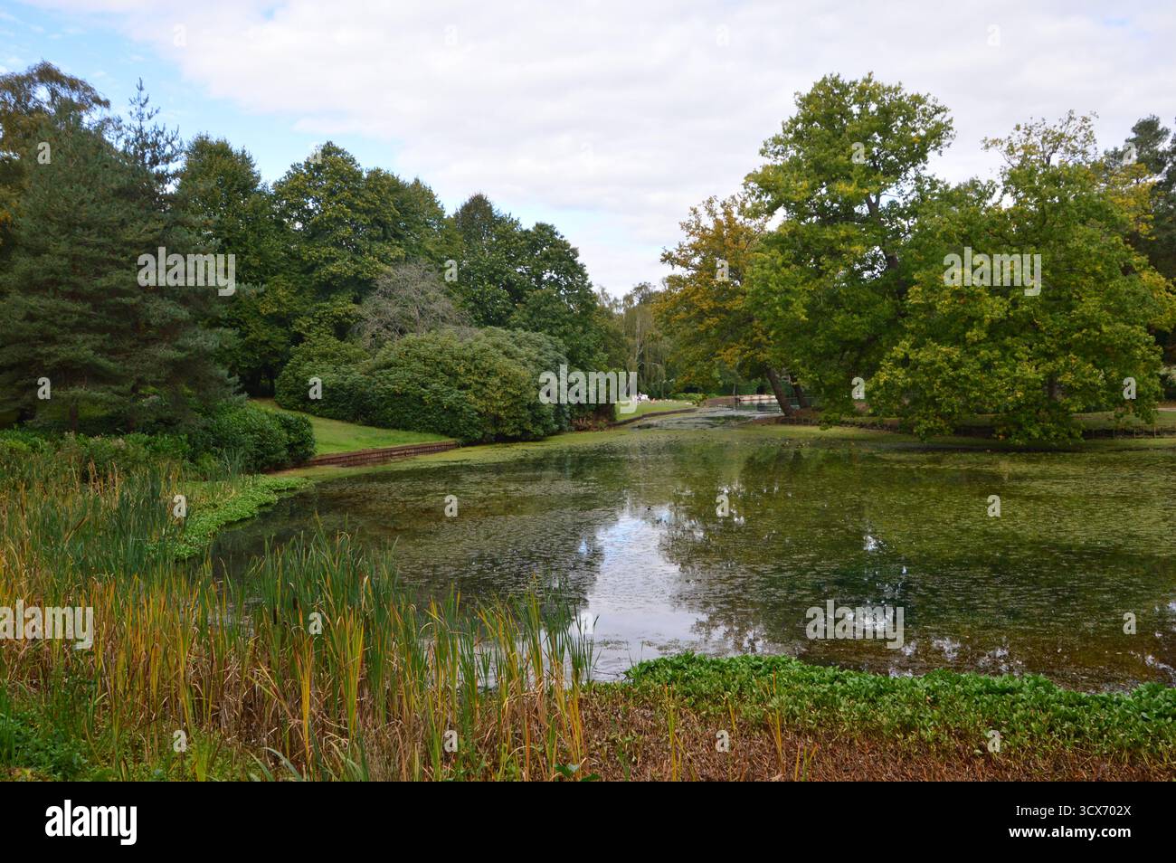 Ruhiger Teich umgeben von üppigem Grün im Claremont Landscape Garden, Surrey, England, im September. Reflexionen von Bäumen auf dem ruhigen Wasser. Stockfoto