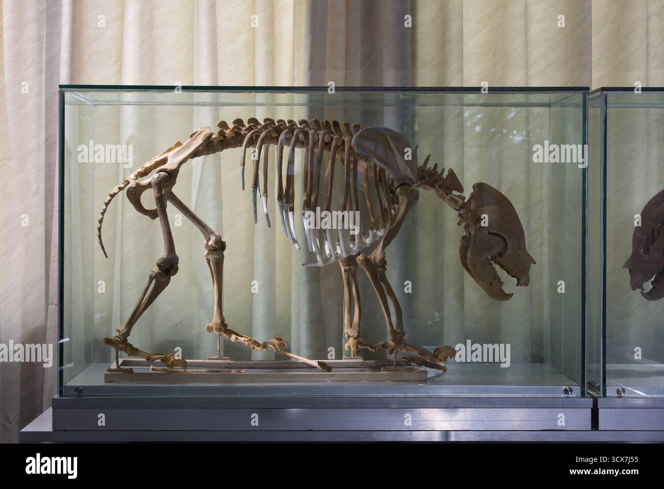 Chengdu, China - 28. September 2018: Panda Skelett im Panda Discovery Center in der Chengdu Research Base of Giant Panda Breeding. Stockfoto