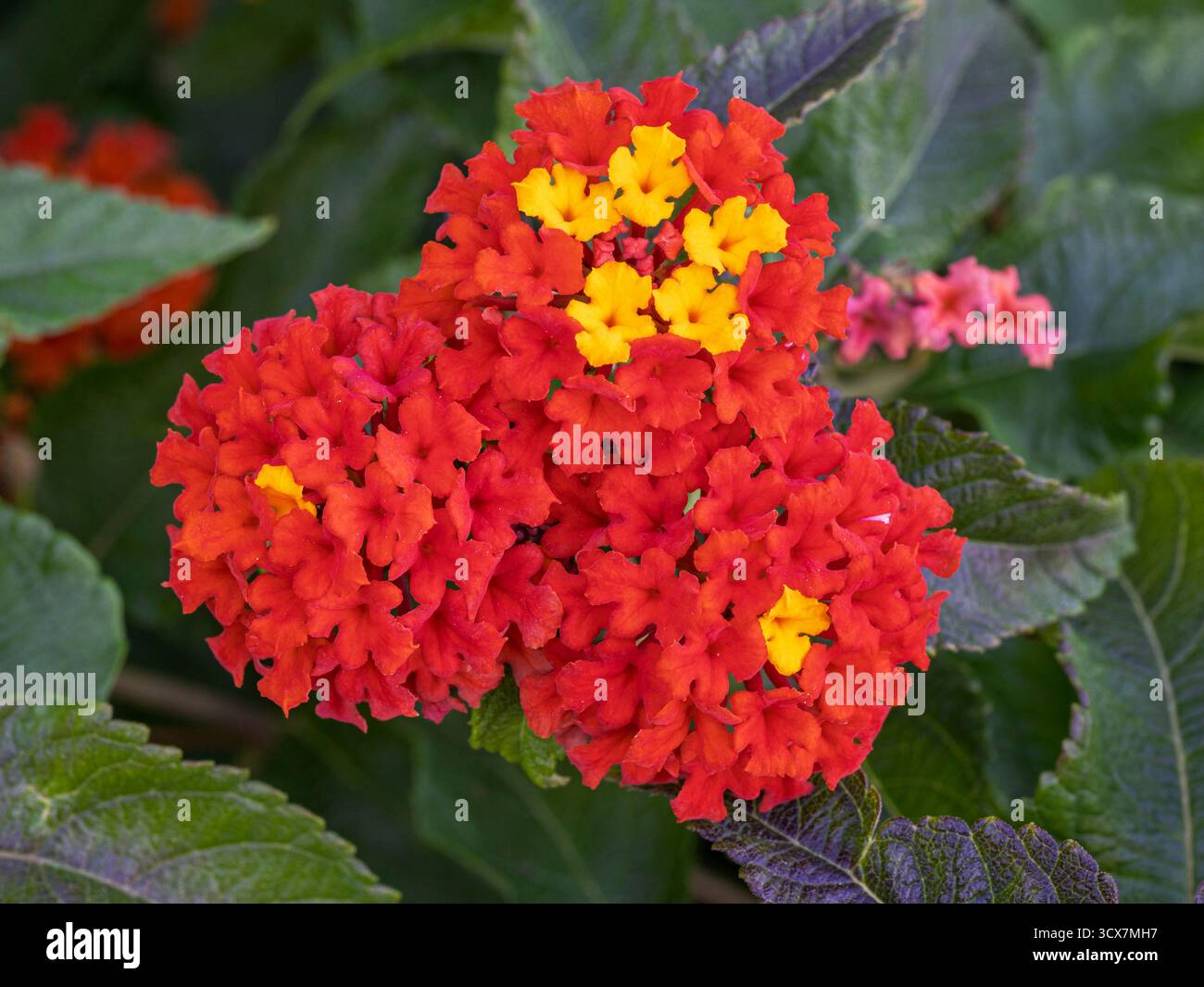 Nahaufnahme der leuchtend orangen roten und gelben Blütenbündel des lantana Camara Strauchs, auch bekannt als gewöhnliches lantana blüht im Garten Stockfoto