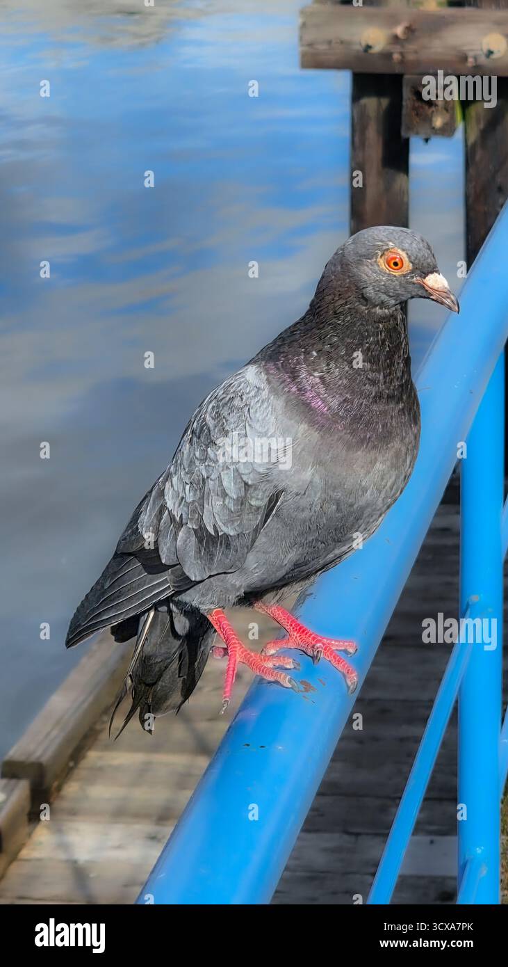 Hoch oben am Pier - Smartphone-aufgenommenes Stockfoto