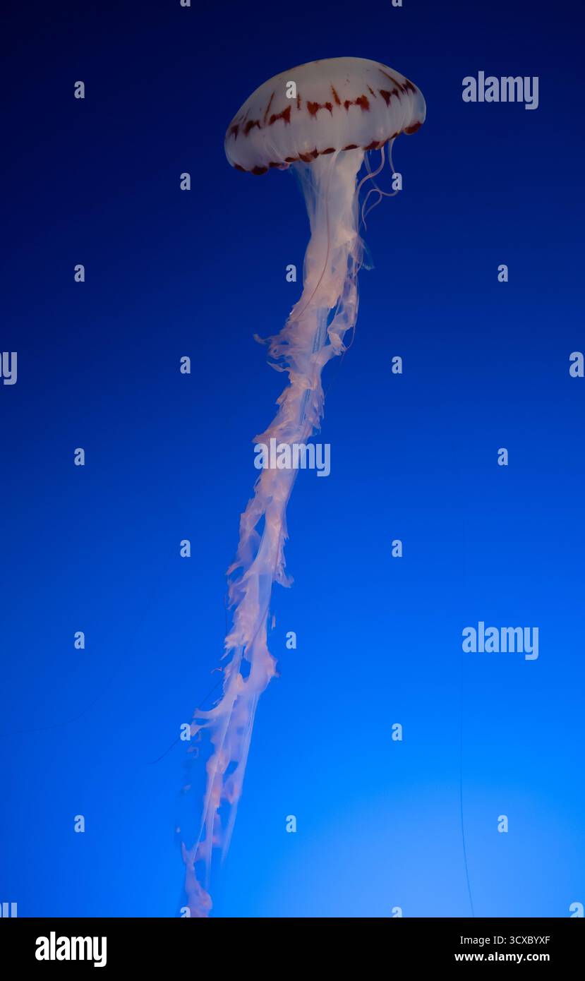 Quallen schweben lautlos auf der Strömung. Stockfoto