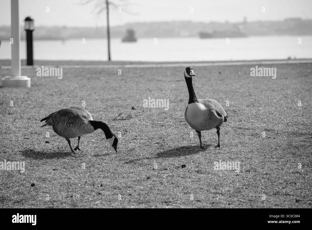 Zwei Kanadiengänse fressen auf trockenem Gras in der Nähe des Ufers unter hellem Tageslicht in Schwarz-weiß Stockfoto