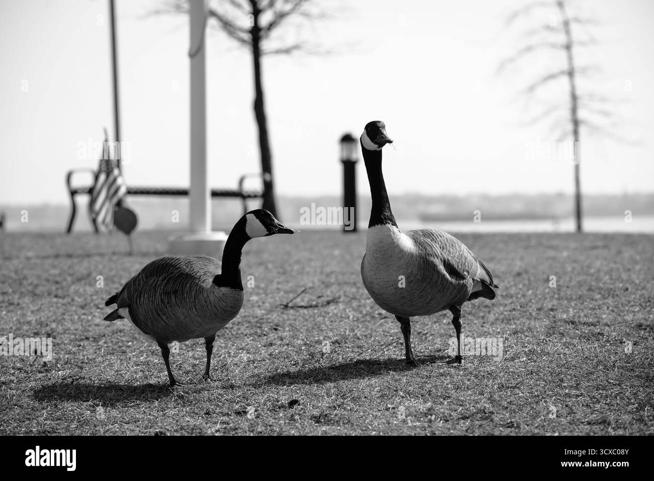 Zwei Kanadiengänse stehen und grasen auf sonnendurchflutetem Gras neben einem Fahnenmast und amerikanischer Flagge am Ufer in Schwarz-weiß Stockfoto
