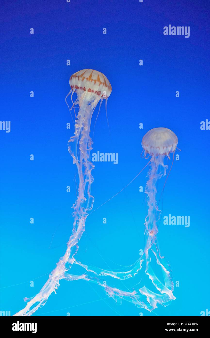 Ein Paar Quallen im Meerwasser. Stockfoto