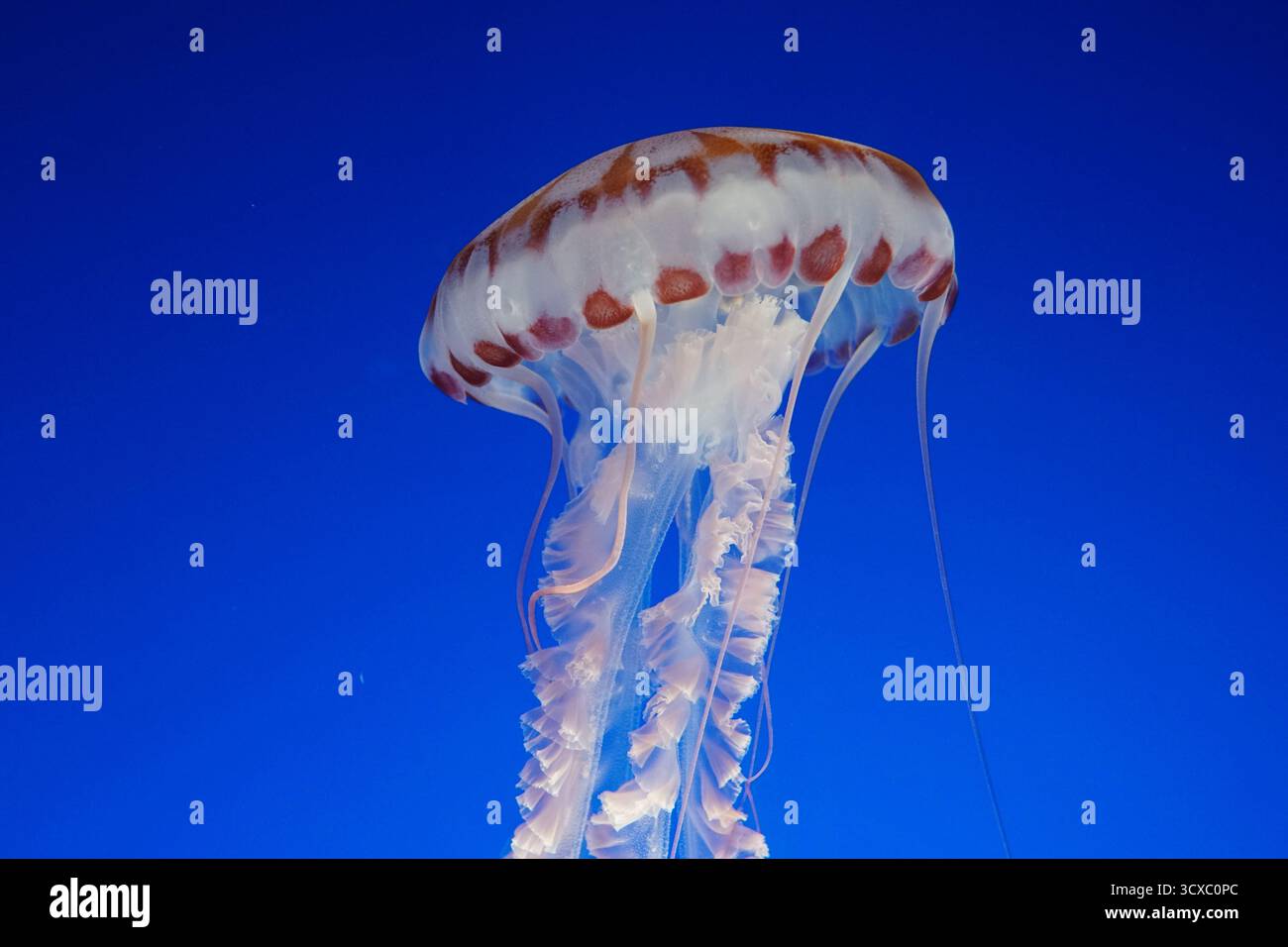 Eine Meeresbewohner des tiefblauen Meeres. Stockfoto