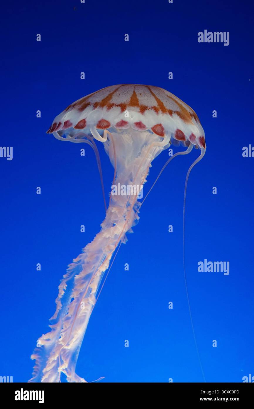 Eine Qualle, die schweigend auf der Meeresströmung schwimmt. Stockfoto