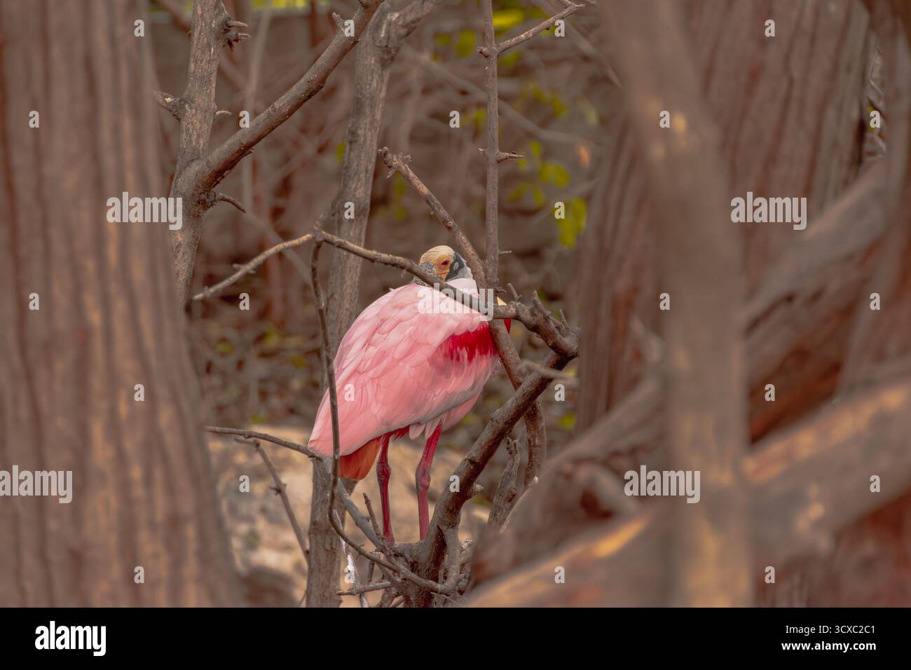 Ein Rosenlöffelschnabel steht in einem Gehege an der Playa Linda in Ixtapa, Mexiko, beleuchtet vom warmen Licht des Sonnenuntergangs. Stockfoto