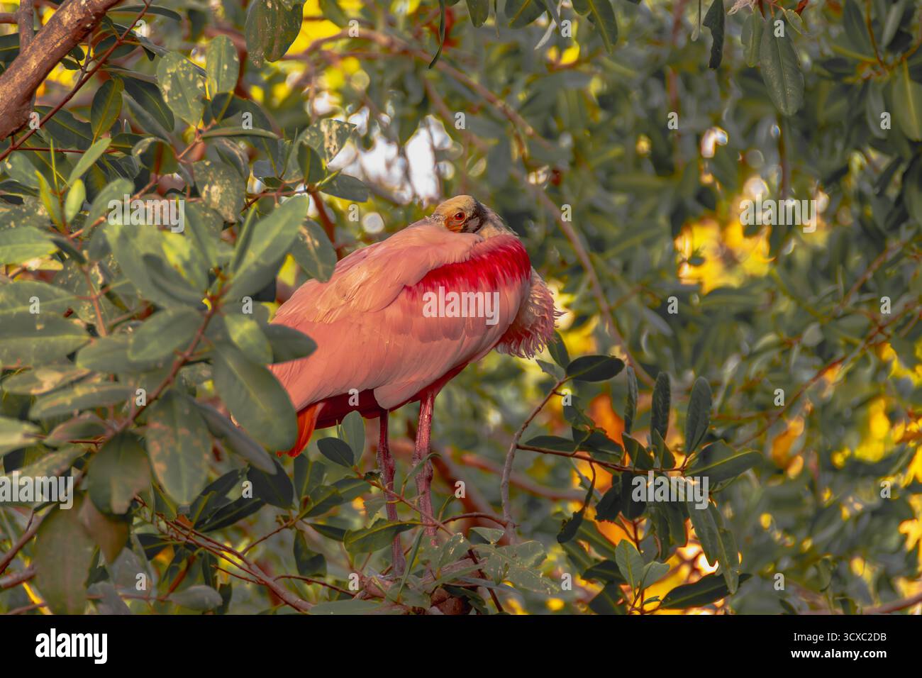 Ein Rosenlöffelschnabel steht in einem Gehege an der Playa Linda in Ixtapa, Mexiko, beleuchtet vom warmen Licht des Sonnenuntergangs. Stockfoto