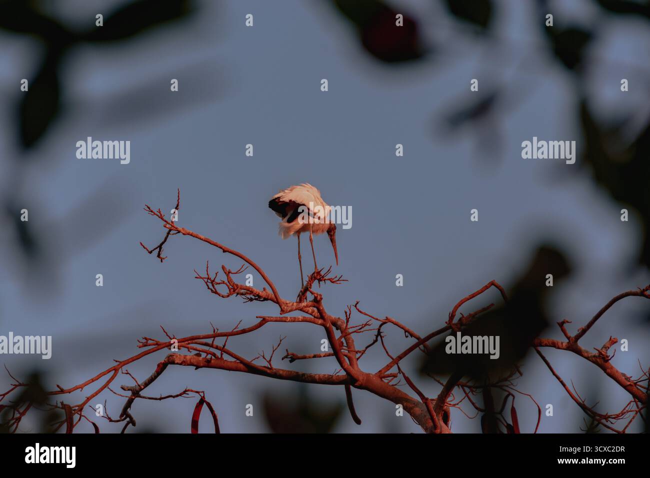Ein Rosenlöffelschnabel thront während des Sonnenuntergangs auf einem Baum in einem Gehege an der Playa Linda in Ixtapa, Mexiko. Stockfoto