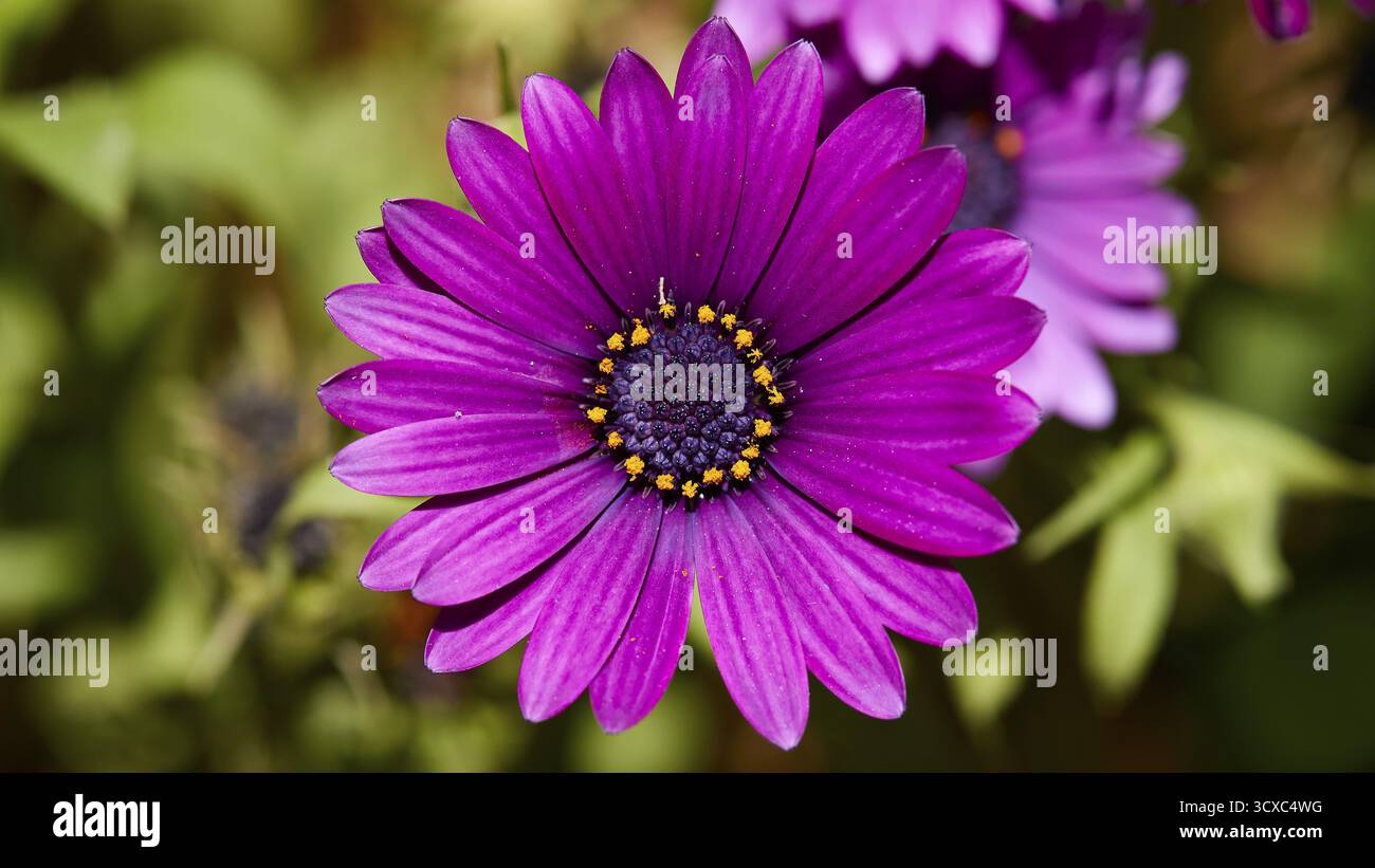 Pantanassa Kloster aus dem 15. Jahrhundert n. Chr., Klostergarten, Nahaufnahme einer violetten Blume mit detaillierten Blütenblättern in ihrer natürlichen Umgebung, Mystras Stockfoto