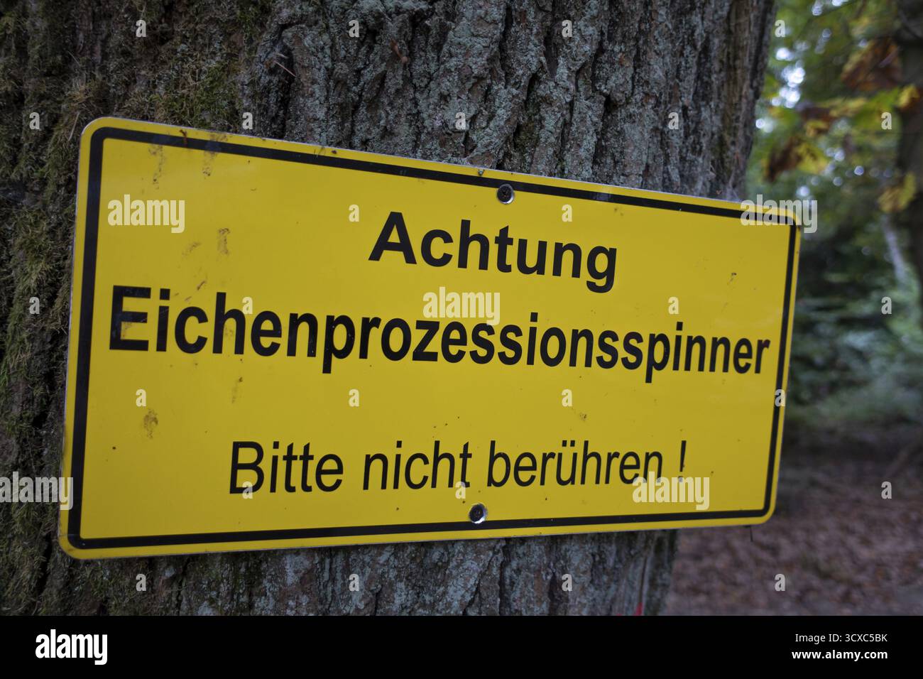 Ein Warnschild hängt an einer Eiche mit den Worten Achtung - Eiche Prozessionäre Motte - Bitte nicht berühren! Der Eichenprozessionär (Thaumetopoea pr Stockfoto