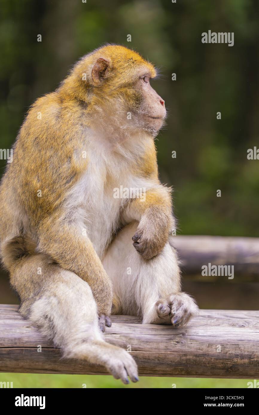 Ein Affe sitzt nachdenklich auf einem Stück Holz im Grünen, Affenberg Salem, Bodenseebezirk, Deutschland Stockfoto