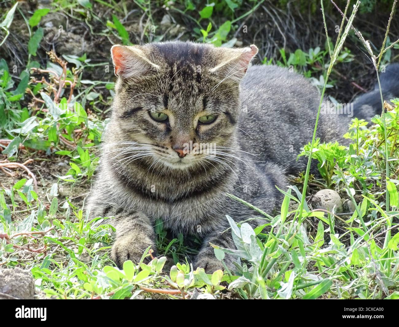 Eine Katze sitzt auf dem Gras Stockfoto