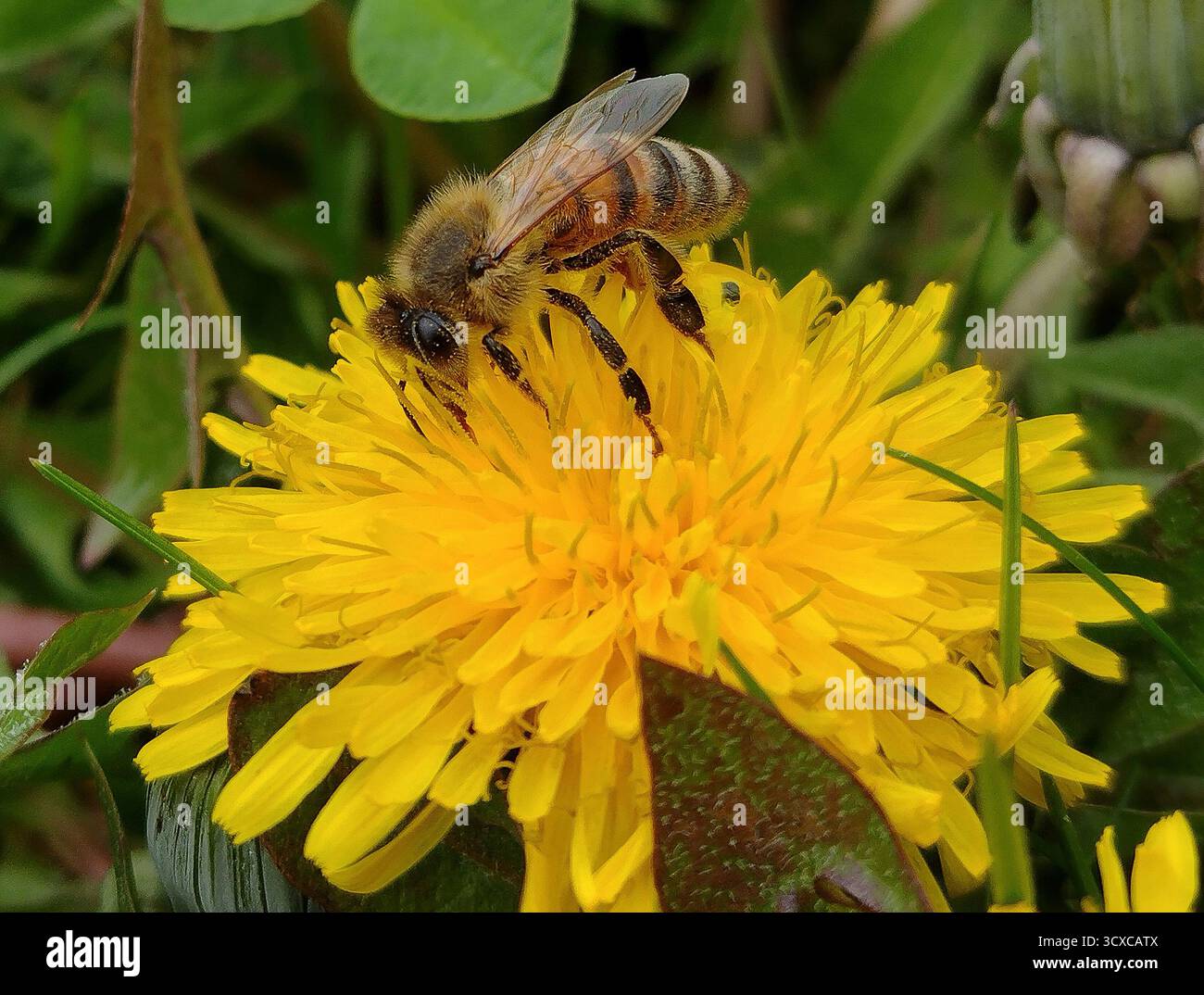 Biene auf der Blume ein Löwenzahn Stockfoto