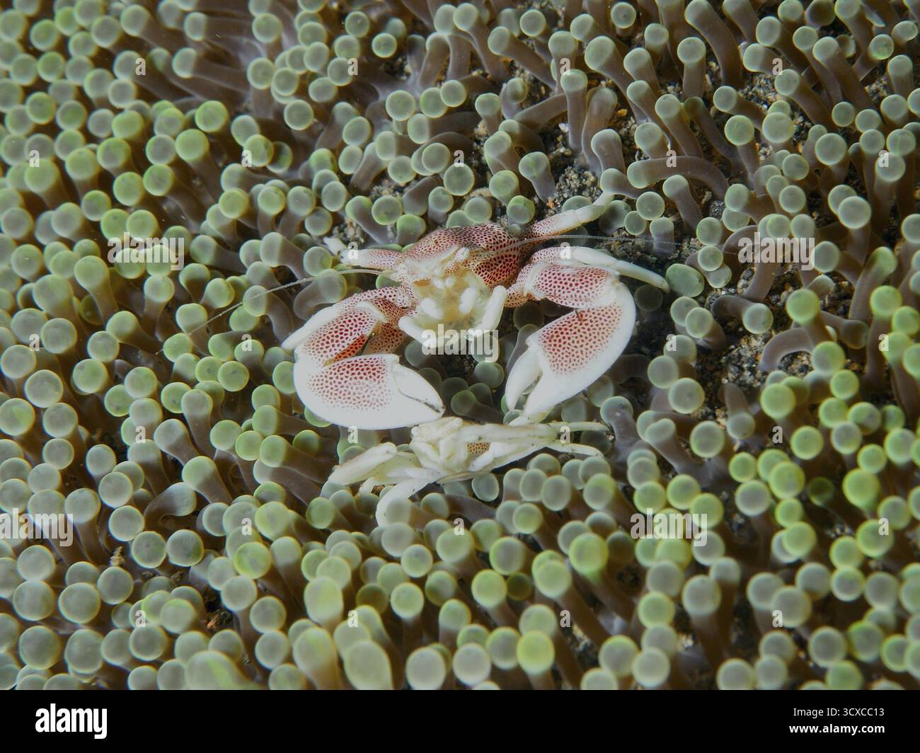 Porzellankrabbe, gefleckte Porzellankrabbe (Neopetrolisthes maculatus), in einer grünen Meeresanemone. Tauchplatz Puri Jati, Umeanyar, Bali, Indonesien Stockfoto