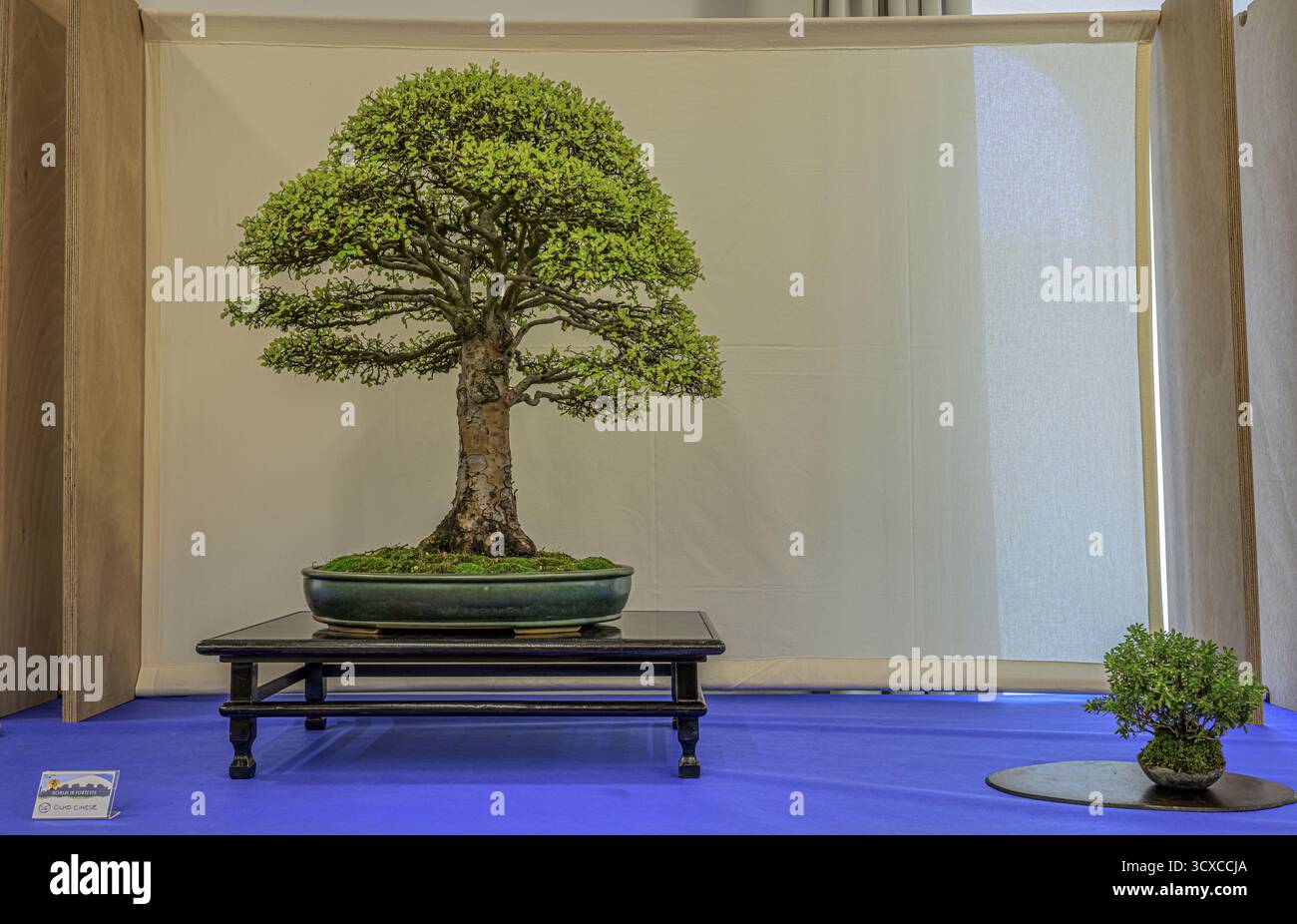 pinus mugo wintergold bonsai Pinus mugo 'Wintergold' - Height 60-70cm - Width90-100cm main image 0