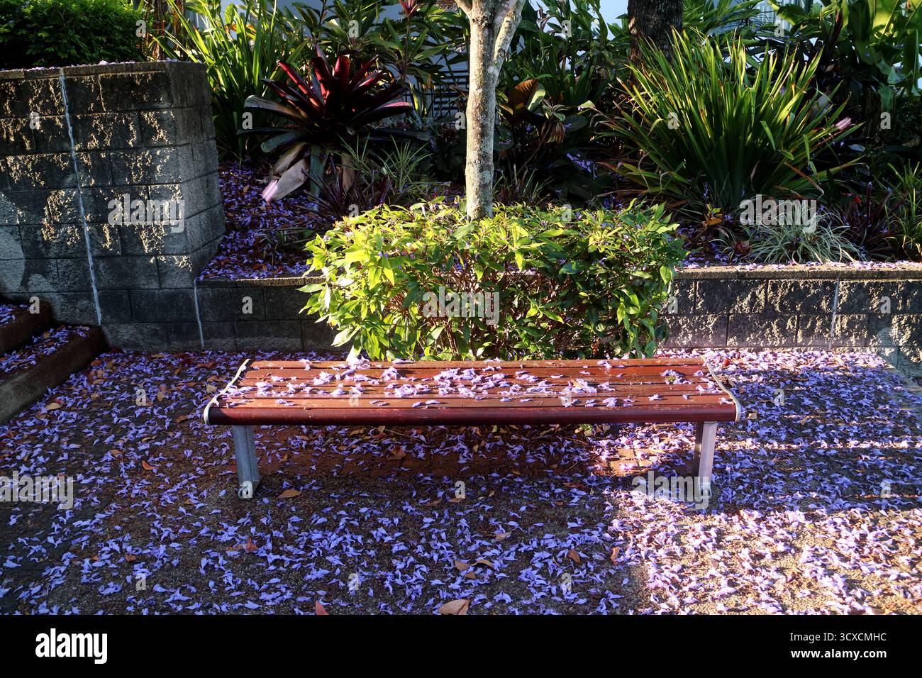 Jacaranda geht auf eine leere Parkbank Stockfoto