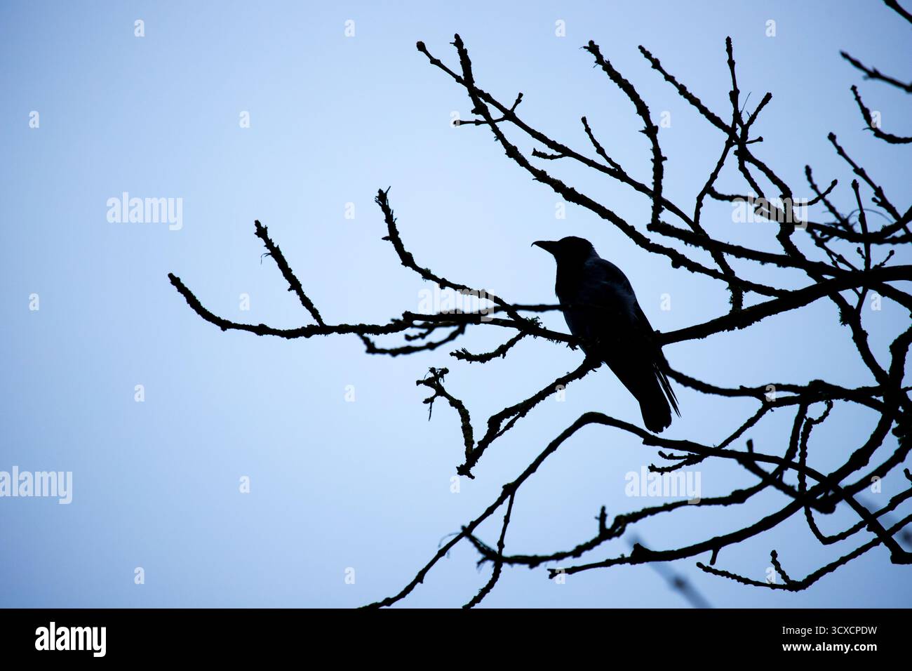 Dunkle stimmungsvolle Szene von Krähe im Winterbaum in Silhouette, die eine mystische, unheimliche Szene vor dem dunklen, bedeckten Himmel mit Kopierraum macht Stockfoto